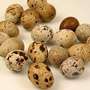 Quail eggs fresh and pickled quail eggs Quail eggs fresh and pickled quail eggs