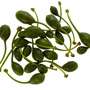 Capers, the caviar from Italy From the northern and southern islands of Sicily Capers, the caviar from Italy From the northern and southern islands of Sicily