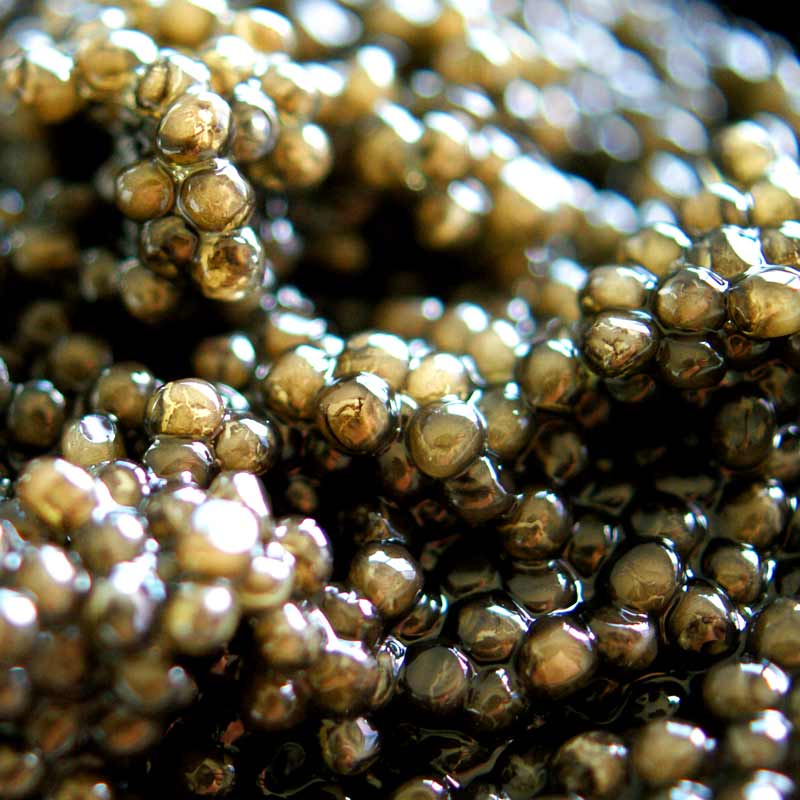 Desietra Osietra Caviar Acipenser gueldenstaedtii, Aquaculture Allemagne - 30g - peut