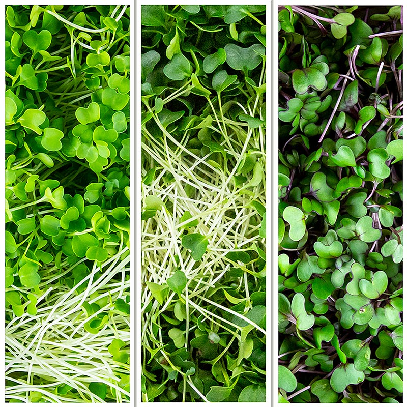 packed Microgreens MIX broccoli / kale / red cabbage, very young leaves / sprouts - 150g - PE shell