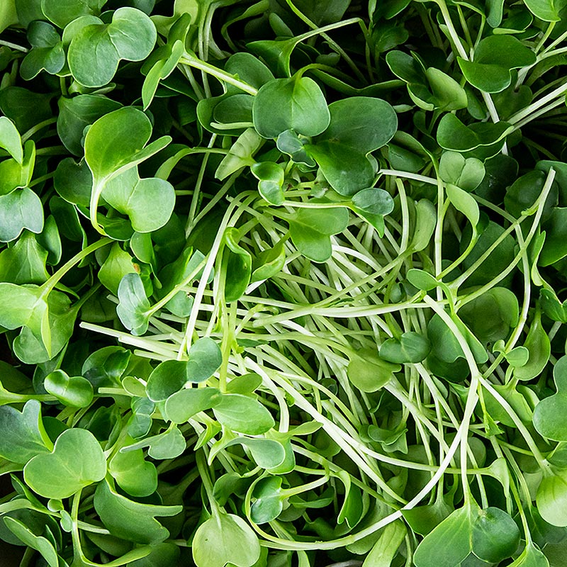 boordevol microgreens radijs, zeer jonge bladeren/zaailingen - 100 gram - PE-schaal