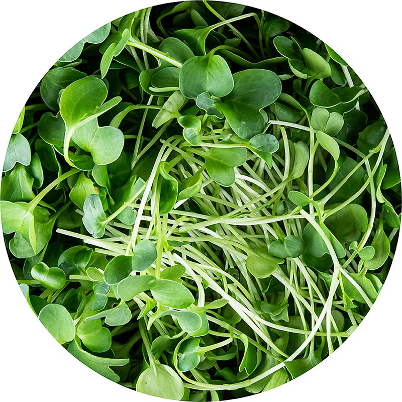 boordevol microgreens radijs, zeer jonge bladeren/zaailingen - 100 gram - PE-schaal