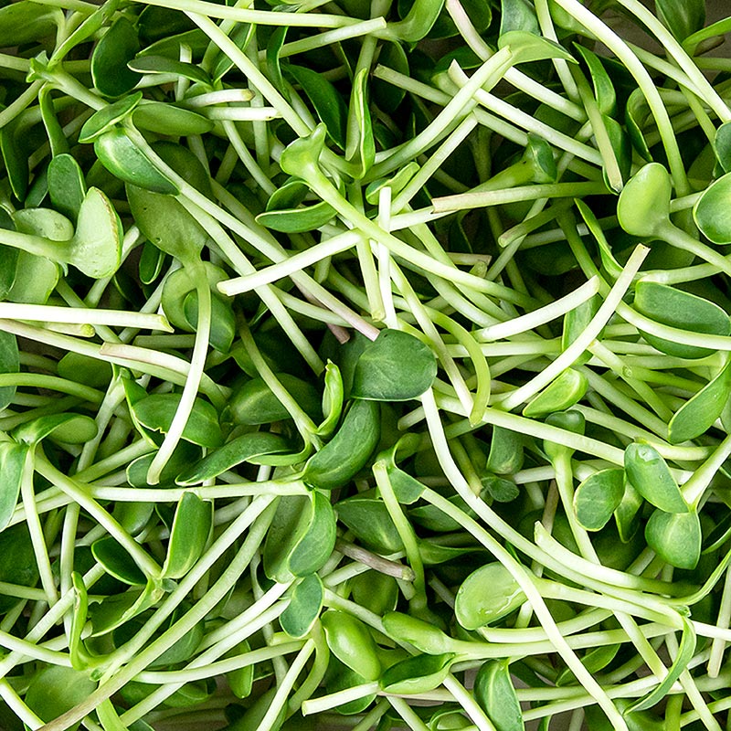 boordevol microgreens zonnebloem, zeer jonge bladeren/zaailingen - 100 gram - PE-schaal