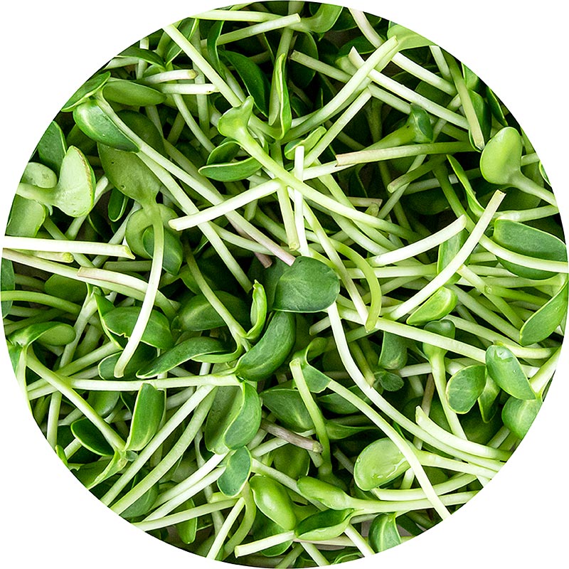 boordevol microgreens zonnebloem, zeer jonge bladeren/zaailingen - 100 gram - PE-schaal