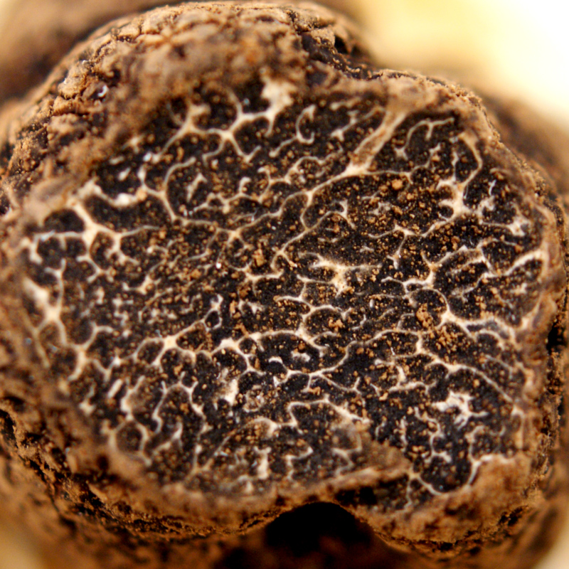 Tartufo Asiatico, tuber indicum, lavato, da ottobre ad aprile (PREZZO GIORNALIERO) - per grammo - -