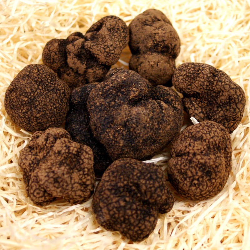 Tartufo Asiatico, tuber indicum, lavato, da ottobre ad aprile (PREZZO GIORNALIERO) - per grammo - -