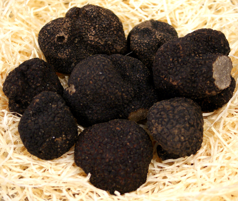 Truffla Vetrarfin truffla fersk fra Frakklandi, tuber melanosporum, hnydhi fra ca 30g, fra november til mars (DAGSVERD) - a grammi - -