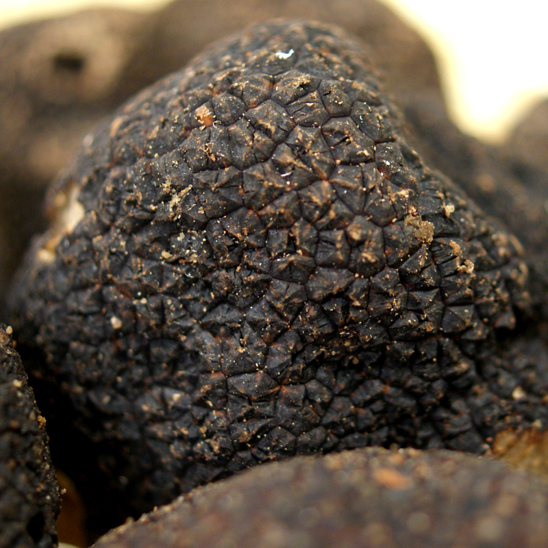 Truffla Vetrarfin truffla fersk fra Frakklandi, tuber melanosporum, hnydhi fra ca 30g, fra november til mars (DAGSVERD) - a grammi - -