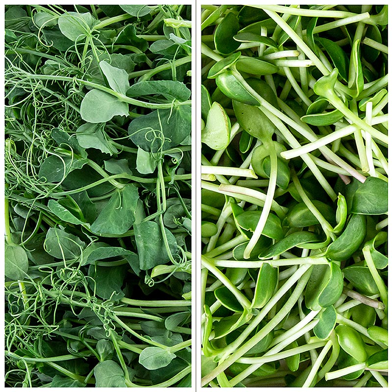 embalado com microgreens MIX girassol/ervilha, folhas jovens/mudas - 200g - Concha PE