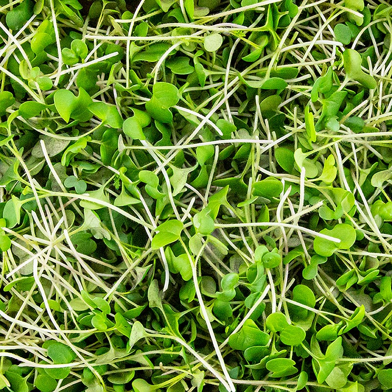 embalado com mostarda microgreens, folhas / mudas muito jovens - 75g - Concha PE