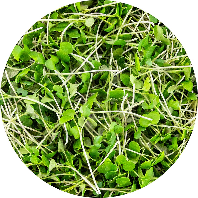 embalado com mostarda microgreens, folhas / mudas muito jovens - 75g - Concha PE