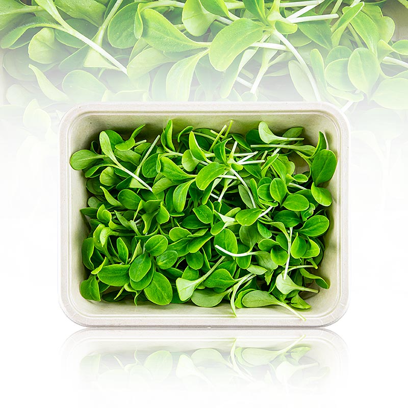 embalado com microgreens borragem, folhas / mudas muito jovens - 50g - Concha PE