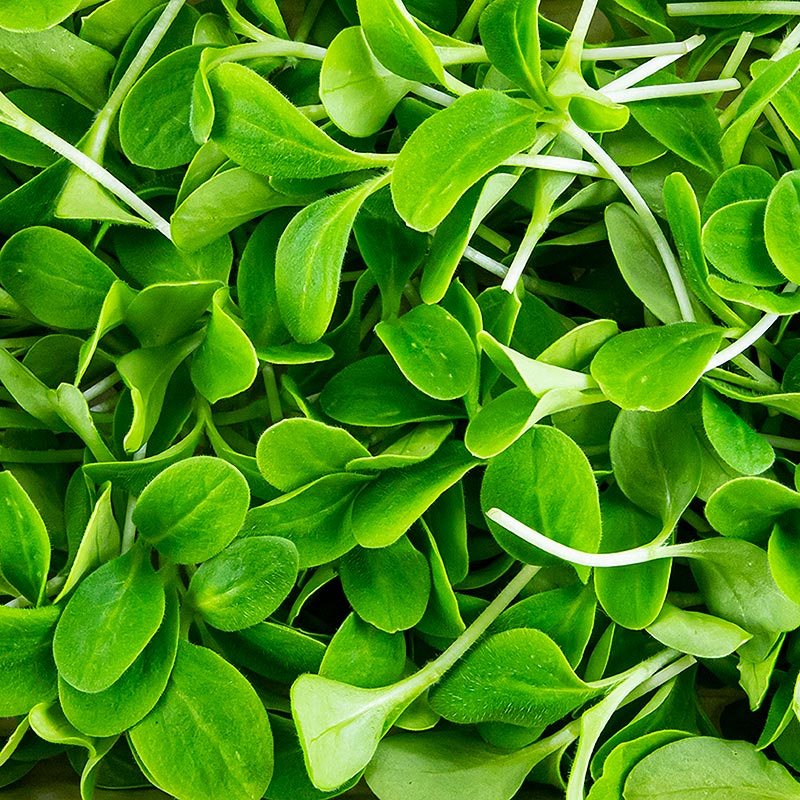 embalado com microgreens borragem, folhas / mudas muito jovens - 50g - Concha PE