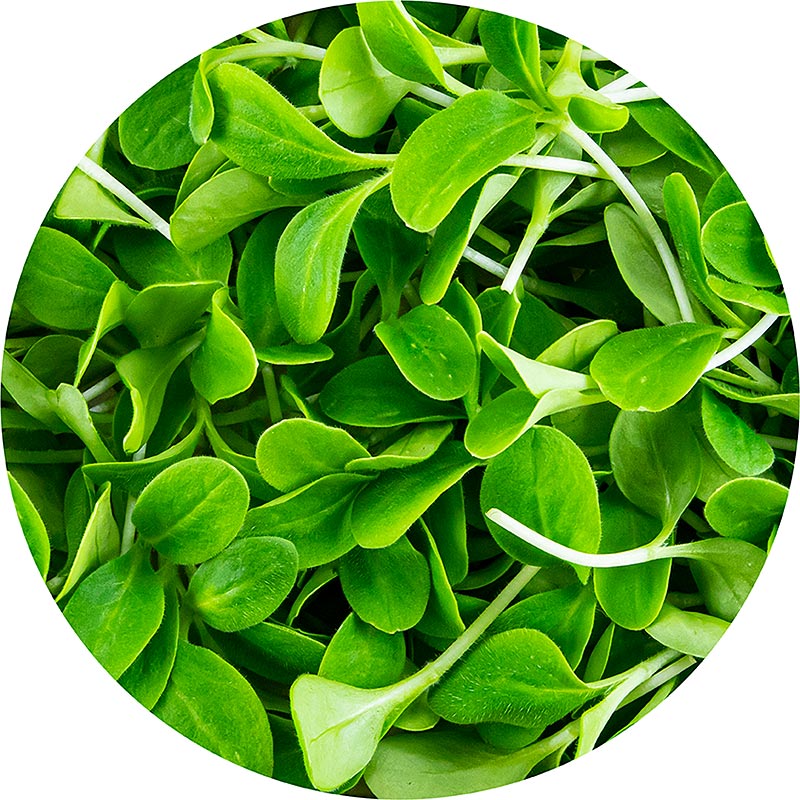 embalado com microgreens borragem, folhas / mudas muito jovens - 50g - Concha PE