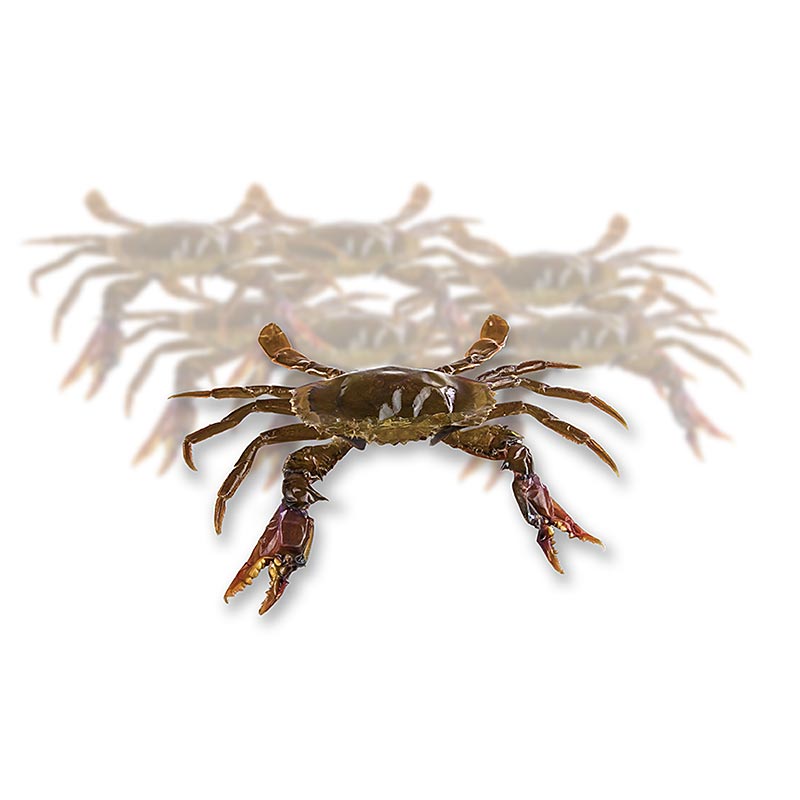 Crab de mangrove, Prime, Paitoon - 1 kg, 12 bucati - plastic