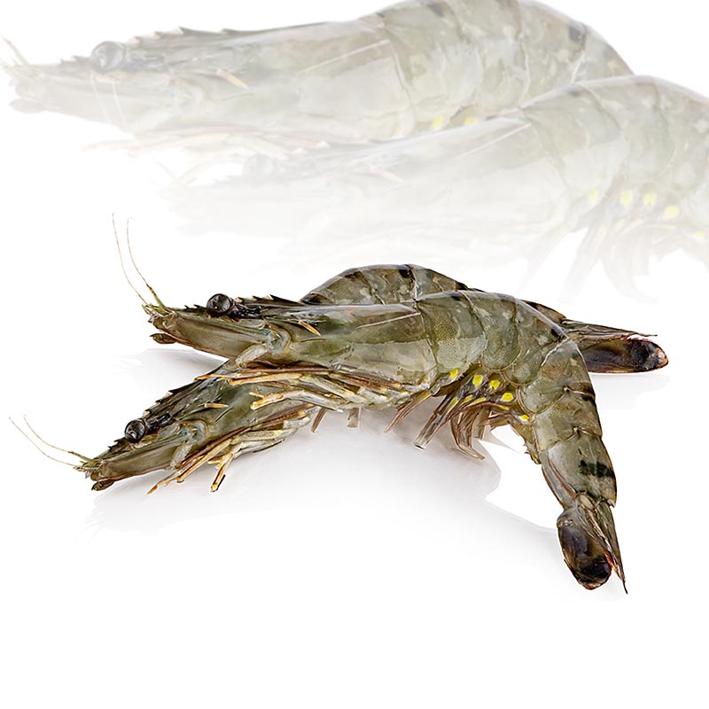 Black Tiger Shrimp, med hoved, med skal, ca. 13-15 stk., Goumaitre - 1 kg - 