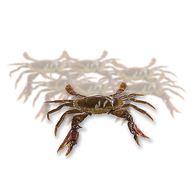 Soft Shell Mangrove Crabs, JUMBO, BW - 1kg - Cardboard