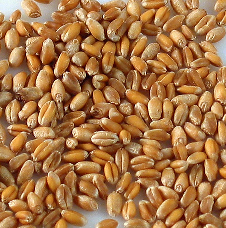 wheat, whole - 1 kg - bag