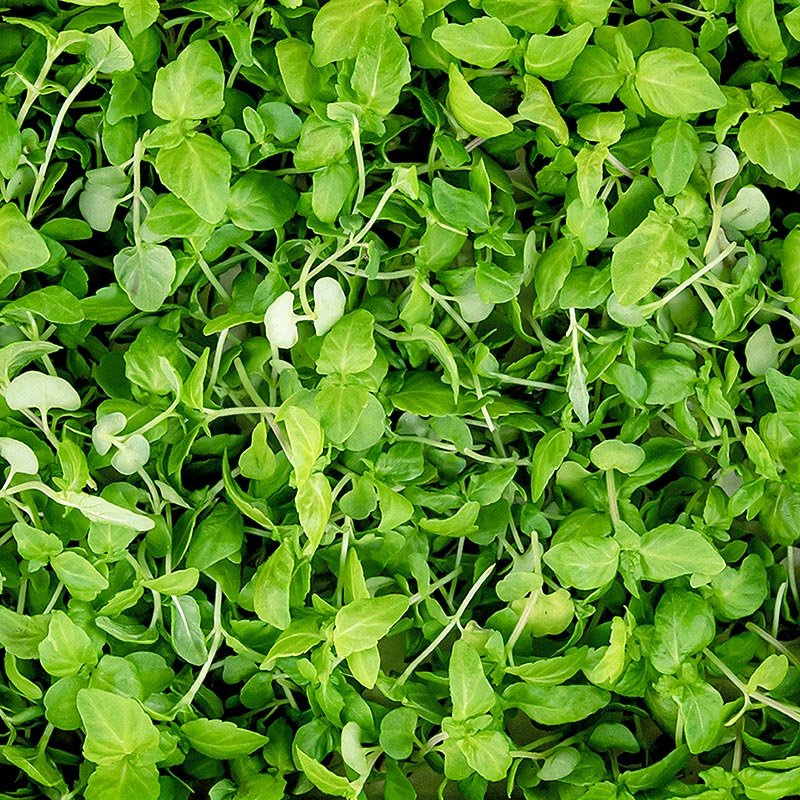 ricco di microgreens ShisoGreens, foglie giovani/piantine - 25 g - Guscio in PE