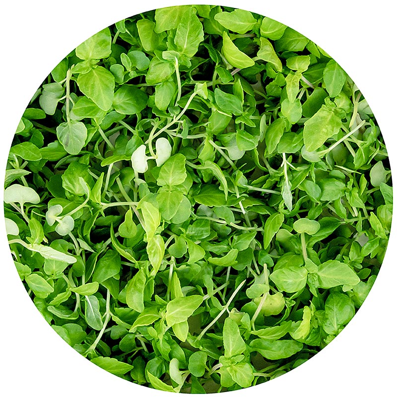 ricco di microgreens ShisoGreens, foglie giovani/piantine - 25 g - Guscio in PE