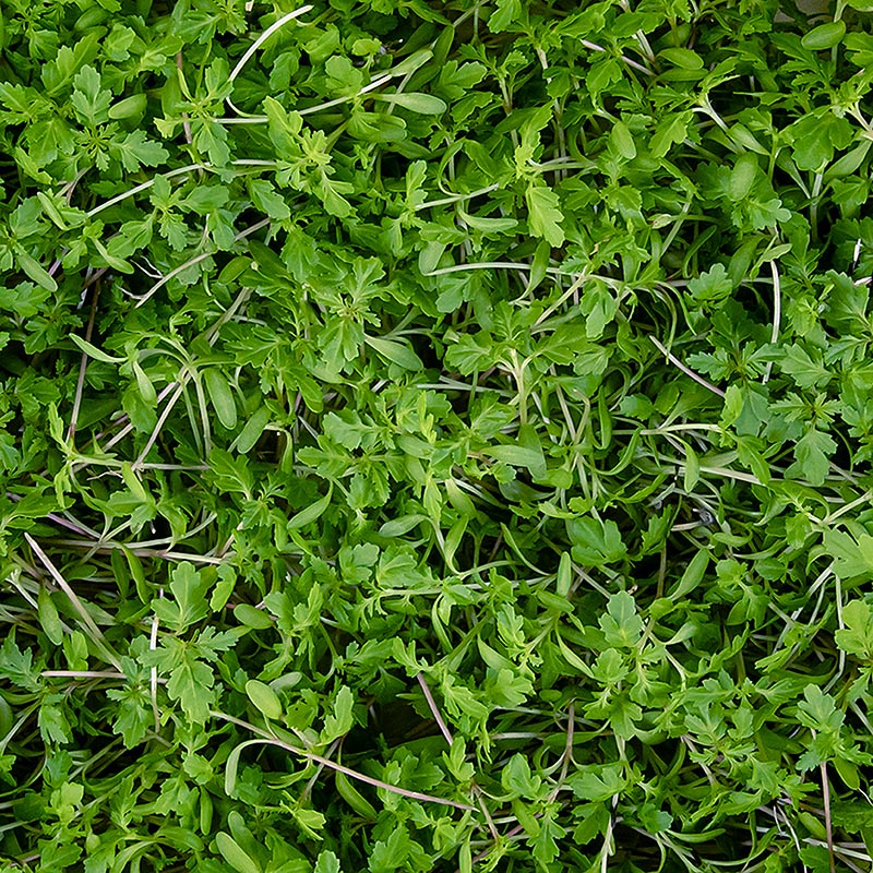 dikemas dengan microgreens Tagete Lemon, daun/bibit muda - 25 gram - cangkang PE