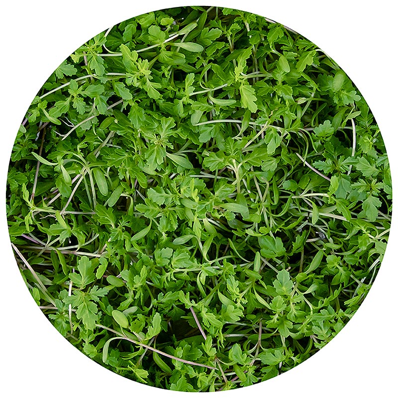 packed Microgreens Tagete Lemon, young leaves / seedlings - 25 g - PE shell