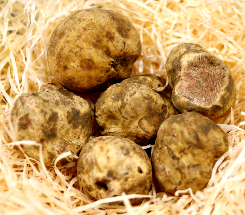 Truffles small white truffles, Tondellos, tuber magnatum pico, from October to the end of December (DAILY PRICE) - per gram - -