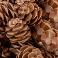 Pine cones, made of chocolate, 25x30mm, Dobla (77265) - 180 g, 18 pieces - blister packs