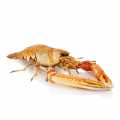 Norway lobster 4-8 whole raw with shell Hafro - approx. 800 g - Peel Norway lobster 4-8 whole raw with shell Hafro - approx. 800 g - Peel