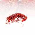 Deep-sea shrimp Carabiniero 0, wild caught - approx. 1,000 g - Cardboard Deep-sea shrimp Carabiniero 0, wild caught - approx. 1,000 g - Cardboard