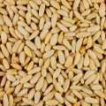 Pine nuts, extra, Turkiye - 1 kg - bag Pine nuts, extra, Turkiye - 1 kg - bag