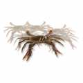 Soft Shell Mangrove Crab, Uogashi - 1 kg, approx. 14 pieces - Cardboard Soft Shell Mangrove Crab, Uogashi - 1 kg, approx. 14 pieces - Cardboard