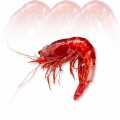 Deep-sea Carabinieros prawn, whole, HOSO - 400 g, approx. 4 pieces - vacuum Deep-sea Carabinieros prawn, whole, HOSO - 400 g, approx. 4 pieces - vacuum