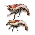 HPL Hummer, homard coupé en deux avec des ciseaux à coquille dans le sac de cuisson - 400 g, 2 pcs. - sac